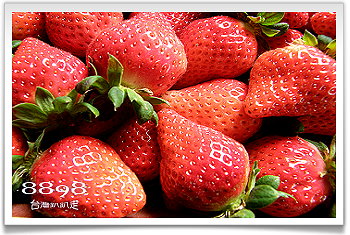 泰安草莓‧劉正男高冷草莓