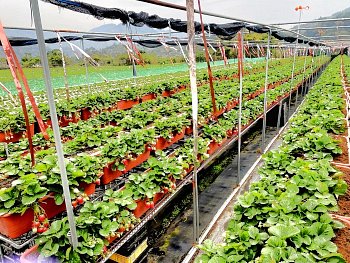 大湖採草莓‧九九九草莓園